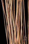 Capillary hairsedge